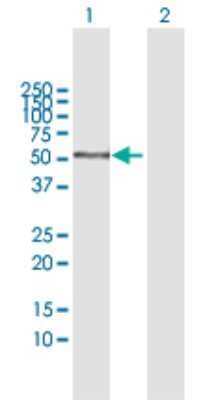 Western Blot: AMY1C Antibody [H00000278-B01P] - Analysis of AMY1C expression in transfected 293T cell line by AMY1C polyclonal antibody.  Lane 1: AMY1C transfected lysate(56.21 KDa). Lane 2: Non-transfected lysate.
