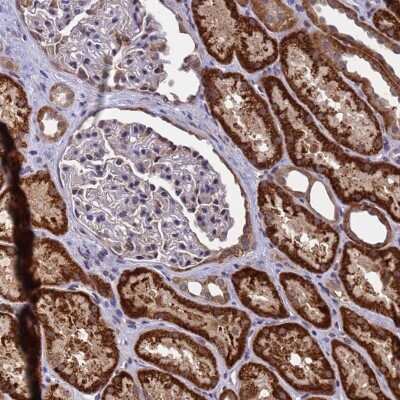 Immunohistochemistry-Paraffin: ANAPC13 Antibody [NBP1-91664] - Staining of human kidney shows cytoplasmic positivity in renal tubules.