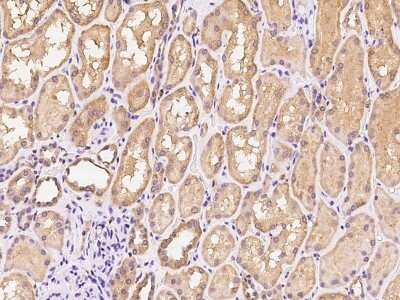 Immunohistochemistry-Paraffin: ANAPC13 Antibody [NBP2-97529] - Immunochemical staining of human ANAPC13 in human kidney with rabbit polyclonal antibody at 1:100 dilution, formalin-fixed paraffin embedded sections.