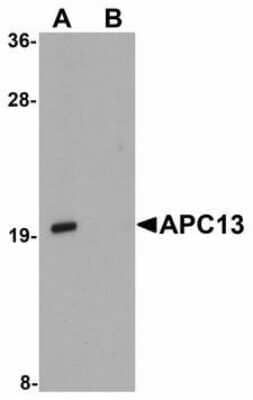 Western Blot: ANAPC13 Antibody [NBP1-71997] - Western blot of APC13 in Jurkat cell tissue lysate with APC13 antibody at 1 ug/ml in (A) the absence and (B) the presence of blocking peptide.