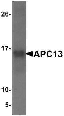 Western Blot: ANAPC13 Antibody [NBP1-76261] - Western blot analysis with 25ng of recombinant ANAPPC13 protein with ANAPC13 antibody at 1 ug/ml.