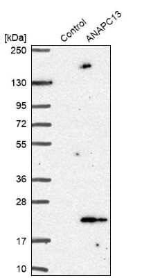 Western Blot ANAPC13 Antibody - BSA Free