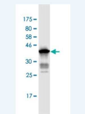 Western Blot: ANAPC2 Antibody (7F2) [H00029882-M02] - Detection against Immunogen (37.51 KDa) .