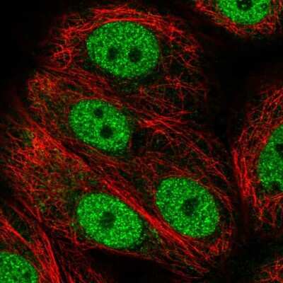 Immunocytochemistry/ Immunofluorescence ANAPC2 Antibody