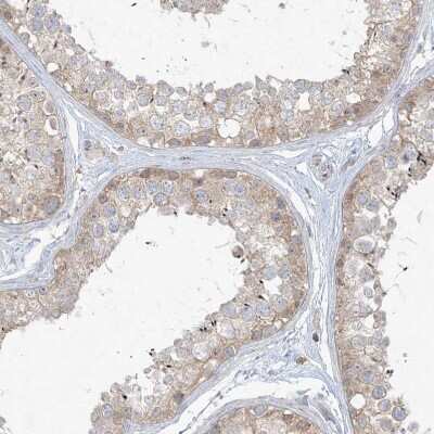 Immunohistochemistry-Paraffin: ANGEL2 Antibody [NBP1-83712] - Staining of human testis shows moderate cytoplasmic positivity in cells in seminiferous ducts.