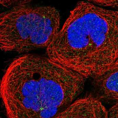 Immunocytochemistry/ Immunofluorescence ANKAR Antibody - BSA Free