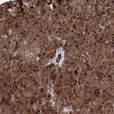 Immunohistochemistry-Paraffin ANKAR Antibody - BSA Free