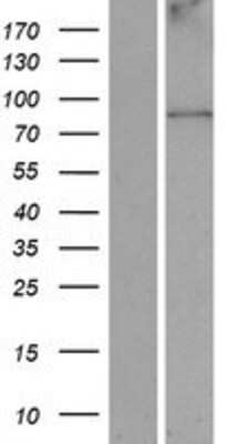 Western Blot: ANKFN1 Overexpression Lysate (Adult Normal) [NBP2-05276] Left-Empty vector transfected control cell lysate (HEK293 cell lysate); Right -Over-expression Lysate for ANKFN1.