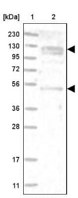 Western Blot ANKFY1 Antibody