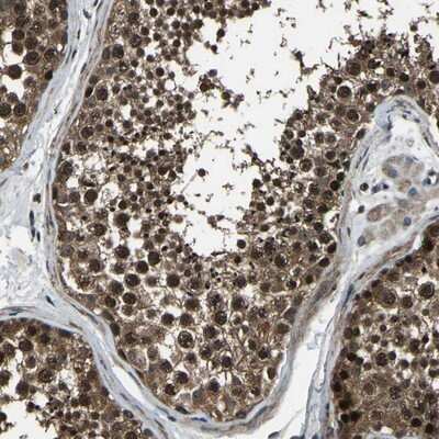Immunohistochemistry-Paraffin: ANKIB1 Antibody [NBP1-85150] - Staining of human testis shows nuclear and cytoplasmic positivity in cells of seminiferus ducts.
