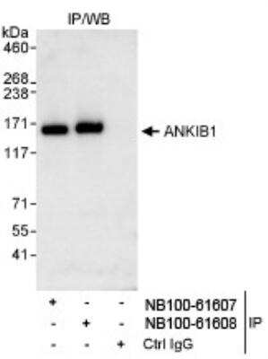 Immunoprecipitation ANKIB1 Antibody - BSA Free