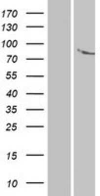 Western Blot: ANKK1 Overexpression Lysate (Adult Normal) [NBP2-04958] Left-Empty vector transfected control cell lysate (HEK293 cell lysate); Right -Over-expression Lysate for ANKK1.