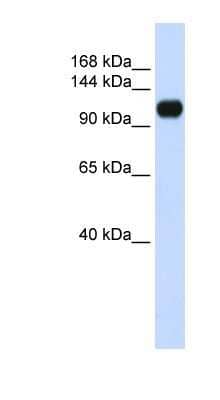 Western Blot: ANKLE2 Antibody [NBP1-70407] - 293T cells lysate, concentration 0.2-1 ug/ml.