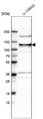Western Blot: ANKLE2 Antibody [NBP1-82970] - Analysis in human cell line U-138MG.
