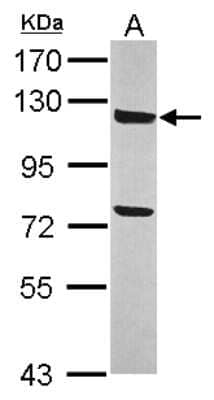 Western Blot: ANKLE2 Antibody [NBP2-15396] - Sample (30 ug of whole cell lysate) A: 293T 7. 5% SDS PAGE; antibody diluted at 1:1000.