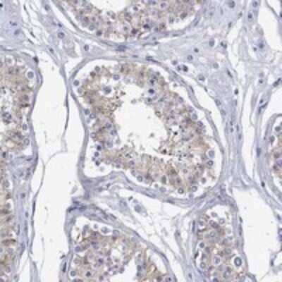 Immunohistochemistry-Paraffin: ANKMY1 Antibody [NBP3-17340] - Staining of human testis shows moderate cytoplasmic positivity in cells in seminiferous ducts.