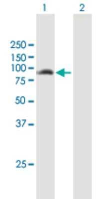 Western Blot: ANKMY1 Antibody [H00051281-B01P] - Analysis of ANKMY1 expression in transfected 293T cell line by ANKMY1 polyclonal antibody.  Lane 1: ANKMY1 transfected lysate(79.2 KDa). Lane 2: Non-transfected lysate.