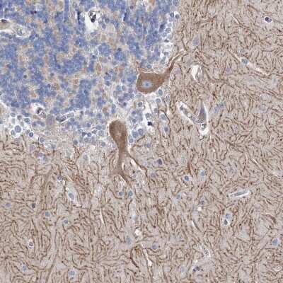 Immunohistochemistry-Paraffin: ANKRD16 Antibody [NBP1-84178] - Staining of human cerebellum shows positivity in purkinje cells and neuronal processes.