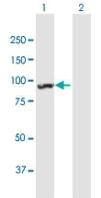 Western Blot: ANKRD17 Antibody [H00026057-B01P] - Analysis of ANKRD17 expression in transfected 293T cell line by ANKRD17 polyclonal antibody.  Lane1:ANKRD17 transfected lysate(82.61 KDa). Lane2:Non-transfected lysate.