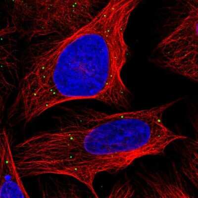 Immunocytochemistry/ Immunofluorescence ANKRD2 Antibody - BSA Free