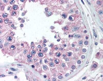 Immunohistochemistry-Paraffin: ANKRD32 Antibody [NBP1-02607] - Staining of human testis. Immunohistochemistry of formalin-fixed, paraffin-embedded tissue after heat-induced antigen retrieval. Antibody concentration 5 ug/ml.
