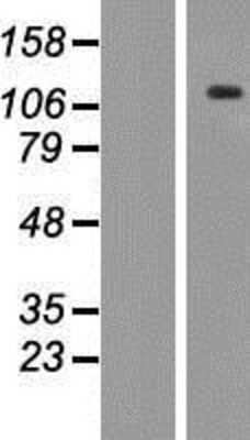 Western Blot: ANKRD35 Overexpression Lysate (Adult Normal) [NBP2-05534] Left-Empty vector transfected control cell lysate (HEK293 cell lysate); Right -Over-expression Lysate for ANKRD35.