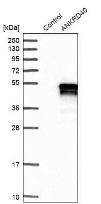 Western Blot: ANKRD40 Antibody [NBP1-93515] - Analysis in control (vector only transfected HEK293T lysate) and ANKRD40 over-expression lysate (Co-expressed with a C-terminal myc-DDK tag (3.1 kDa) in mammalian HEK293T cells).