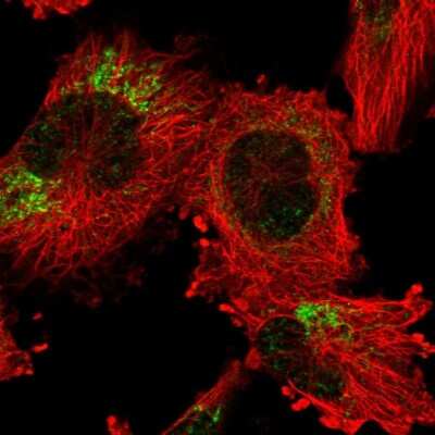 Immunocytochemistry/ Immunofluorescence ANKRD44 Antibody - BSA Free