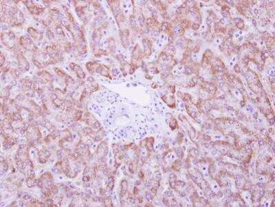 Immunohistochemistry-Paraffin: ANKRD45 Antibody [NBP1-31620] - Paraffin-embedded Normal Liver; antibody dilution 1:500.