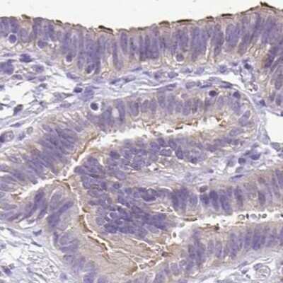 Immunohistochemistry-Paraffin: ANKRD45 Antibody [NBP1-85423] - Staining of human fallopian tube.