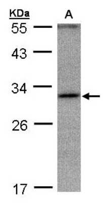 Western Blot: ANKRD45 Antibody [NBP1-31620] - Sample(30 ug whole cell lysate)A:Hep G2 12% SDS PAGE, antibody diluted at 1:1000.