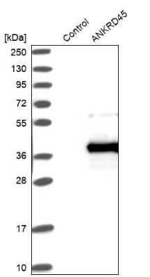 Western Blot: ANKRD45 Antibody [NBP1-85423] - Analysis in control (vector only transfected HEK293T lysate) and ANKRD45 over-expression lysate (Co-expressed with a C-terminal myc-DDK tag (3.1 kDa) in mammalian HEK293T cells).