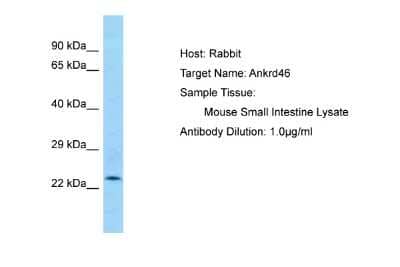 Western Blot ANKRD46 Antibody - BSA Free