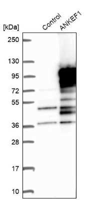 Western Blot: ANKRD5 Antibody [NBP1-85163] - Analysis in control (vector only transfected HEK293T lysate) and ANKEF1 over-expression lysate (Co-expressed with a C-terminal myc-DDK tag (3.1 kDa) in mammalian HEK293T cells).