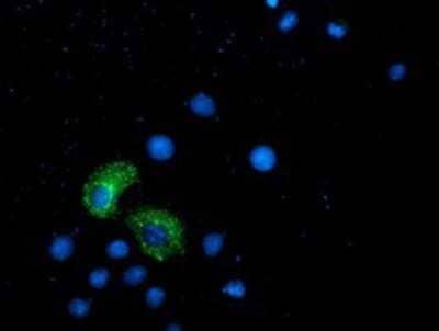 Immunocytochemistry/Immunofluorescence: ANKRD53 Antibody (OTI1E1) - Azide and BSA Free [NBP2-72217] - Staining of COS7 cells transiently transfected by pCMV6-ENTRY ANKRD53.