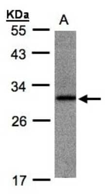 Western Blot: ANKRD7 Antibody [NBP1-31621] - Sample(30 ug whole cell lysate)A:Raji 10% SDS PAGE, antibody diluted at 1:1000.