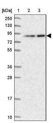 Western Blot: ANKS3 Antibody [NBP1-83531] - Lane 1: Marker  [kDa] 250, 130, 95, 72, 55, 36, 28, 17, 10.  Lane 2: Human cell line RT-4.  Lane 3: Human cell line U-251MG sp