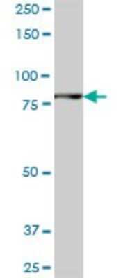 Western Blot ANKZF1 Antibody - Azide and BSA Free