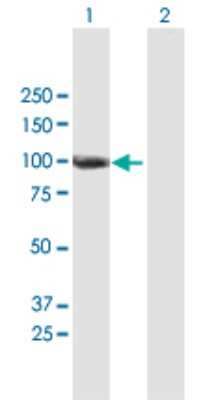 Western Blot: ANKZF1 Antibody [H00055139-B01P] - Analysis of ANKZF1 expression in transfected 293T cell line by ANKZF1 polyclonal antibody.  Lane 1: FLJ10415 transfected lysate(79.86 KDa). Lane 2: Non-transfected lysate.