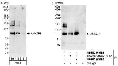Western Blot: ANKZF1 Antibody [NB100-61588] - Detection of Human ANKZF1 on HeLa whole cell lysate using NB100-61588. ANKZF1 was also  immunoprecipitated by anothr rabbit anti-ANKZF1 antibody and NB100-61589