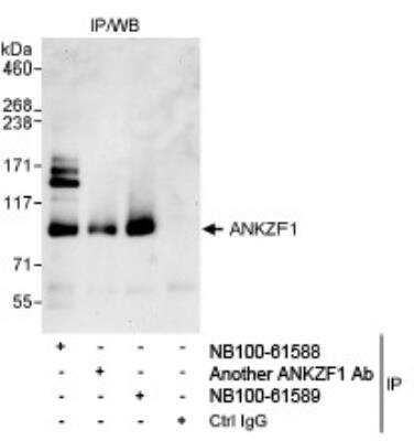 Western Blot ANKZF1 Antibody - BSA Free