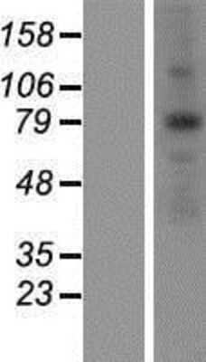 Western Blot ANKZF1 Overexpression Lysate