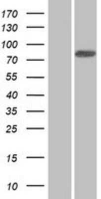 Western Blot: ANKZF1 Overexpression Lysate (Adult Normal) [NBP2-08359] Left-Empty vector transfected control cell lysate (HEK293 cell lysate); Right -Over-expression Lysate for ANKZF1.