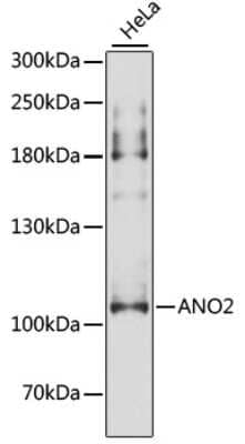 Western Blot ANO2 Antibody - Azide and BSA Free