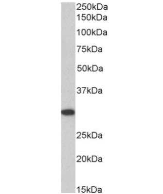 Western Blot: ANP32B Antibody [NB100-1199] -  (0.1 ug/ml) staining of NIH3T3 cell lysate (35 ug protein in RIPA buffer). Primary incubation was 1 hour. Detected by chemiluminescence.