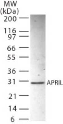 Western Blot: ANP32B Antibody [NB100-56369] - Western blot analysis of APRIL in HL-60 whole cell lysate using NB100-56369 at 2 ug/ml.