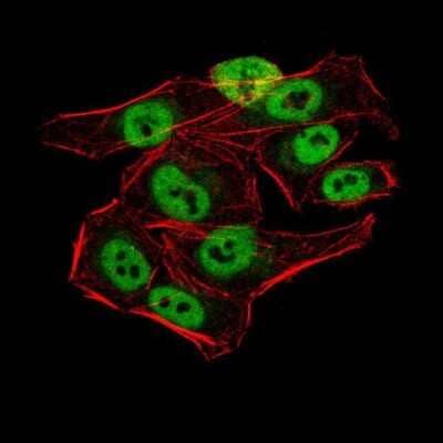 Immunocytochemistry/Immunofluorescence: AOF1 Antibody (5E10C1) [NBP2-52415] - Analysis of HeLa cells using AOF1 mouse mAb (green). Blue: DRAQ5 fluorescent DNA dye. Red: Actin filaments have been labeled with Alexa Fluor- 555 phalloidin.