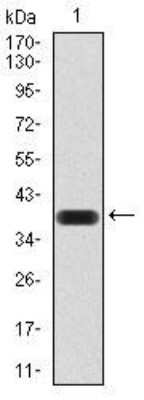 Western Blot: AOF1 Antibody (5E10C1) [NBP2-52415] - Western blot aAagainst human AOF1 (AA: 6-129) recombinant protein. (Expected MW is 40 kDa)