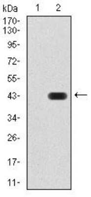 Western Blot: AOF1 Antibody (5E10C1) [NBP2-52415] - Analysis using AOF1 mAb against HEK293 (1) and AOF1 (AA: 6-129)-hIgGFc transfected HEK293 (2) cell lysate.