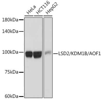 Western Blot: AOF1 Antibody (5M3W2) [NBP3-15940] - Western blot analysis of extracts of various cell lines, using AOF1 antibody (NBP3-15940) at 1:1000 dilution. Secondary antibody: HRP Goat Anti-Rabbit IgG (H+L) at 1:10000 dilution. Lysates/proteins: 25ug per lane. Blocking buffer: 3% nonfat dry milk in TBST. Detection: ECL Basic Kit. Exposure time: 10s.